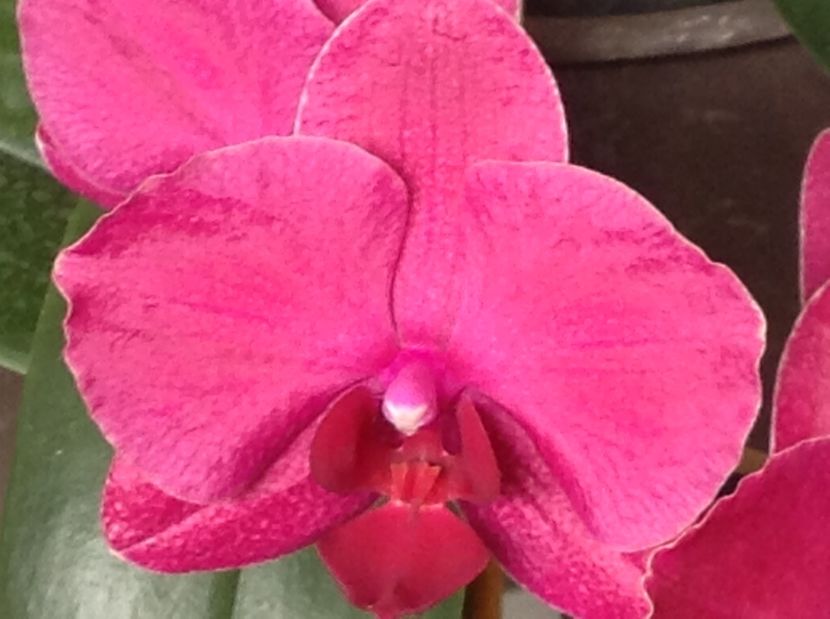  - Phalenopsis in oct