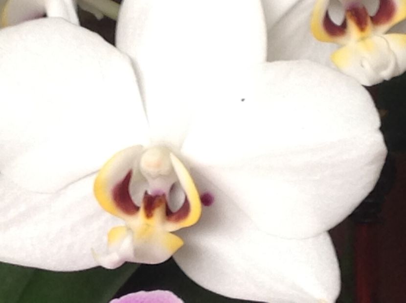  - Phalenopsis in oct
