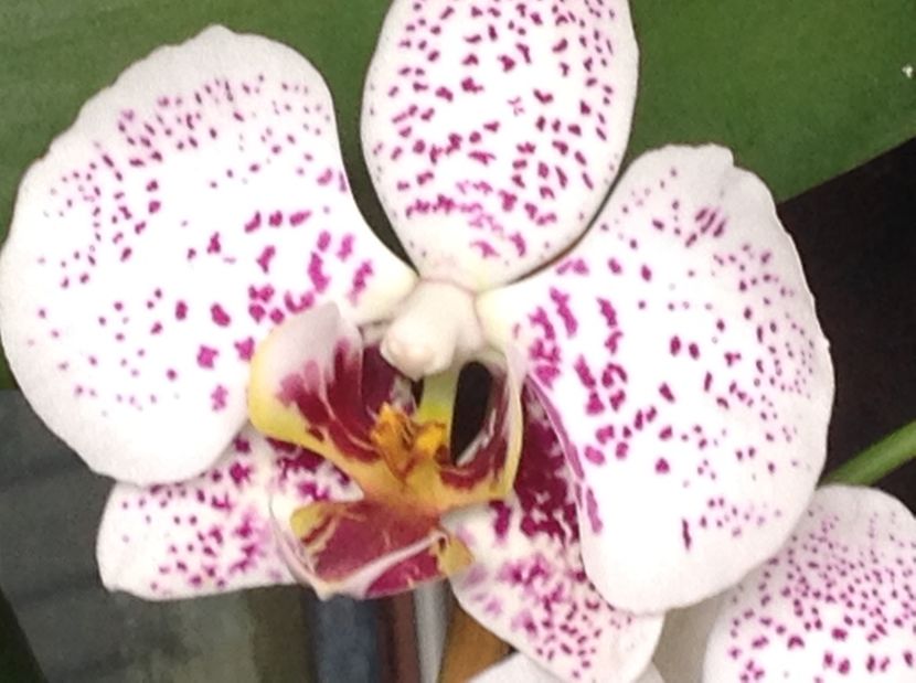  - Phalenopsis in oct