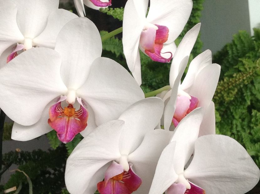  - Phalenopsis in oct