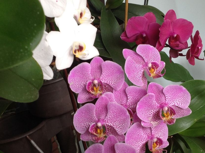  - Phalenopsis in oct