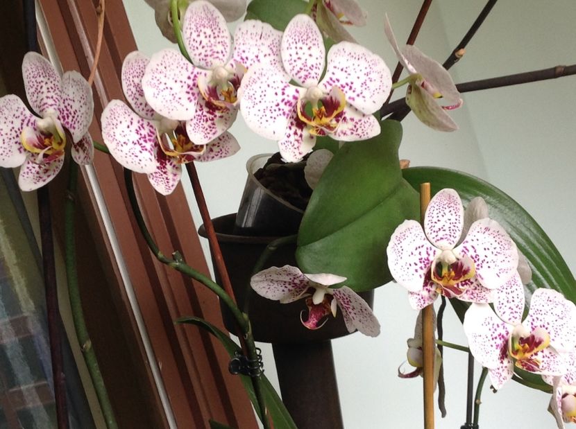  - Phalenopsis in oct