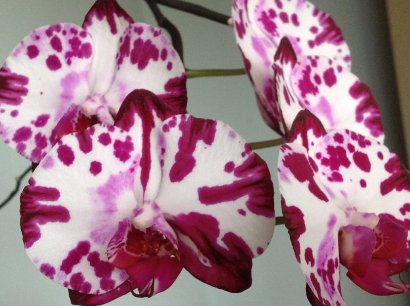  - Phalenopsis in oct