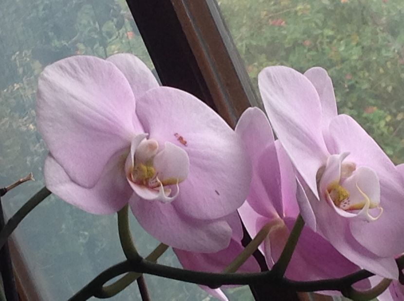  - Phalenopsis in oct