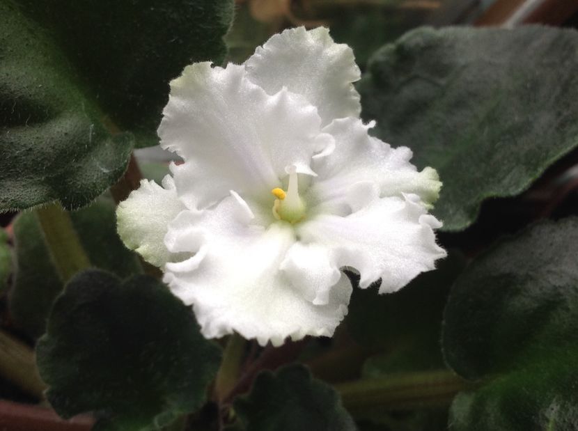  - AAA Violete africane comerciale