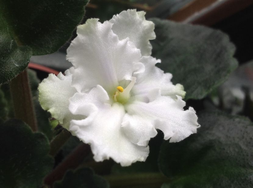  - AAA Violete africane comerciale