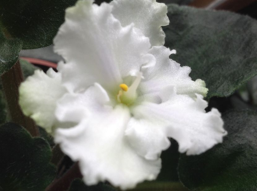  - AAA Violete africane comerciale