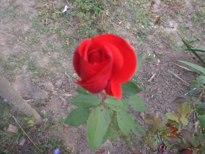  - Bucurii in gradina