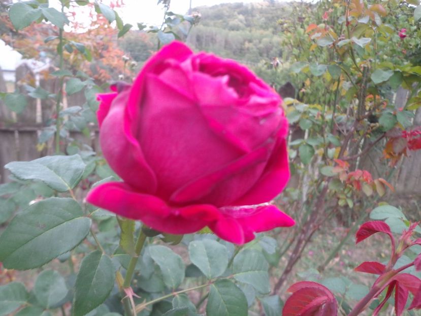  - Bucurii in gradina