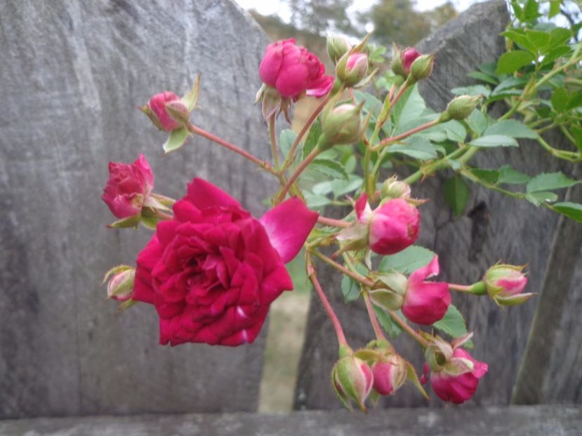  - Bucurii in gradina