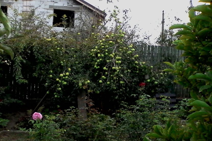  - 4Gradina de legume 2017