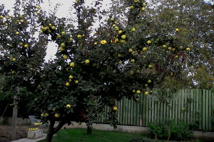  - 4Gradina de legume 2017