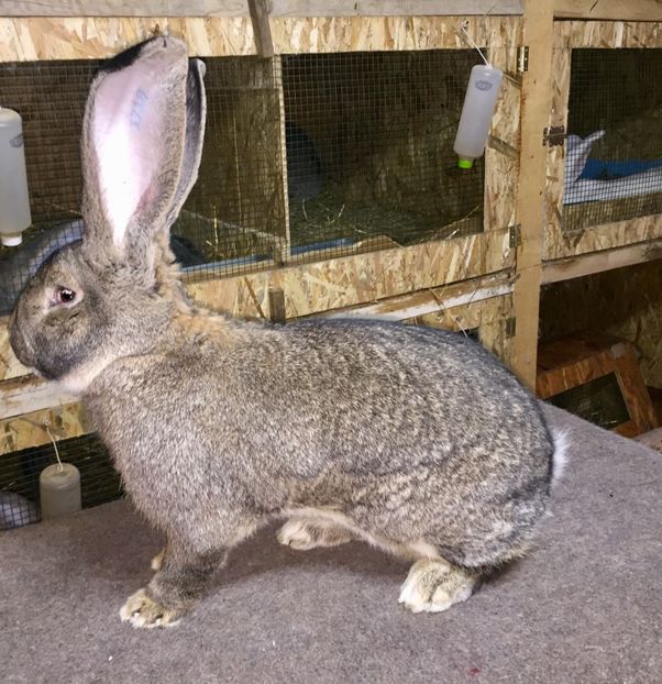  - FIUL CAMPIOANEI MELE