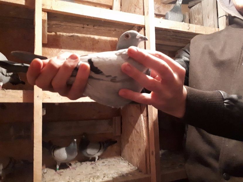 IMG-20171004-WA0022 - 08-09-2017 Achizite noua