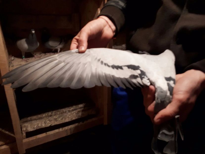 IMG-20171004-WA0023 - 08-09-2017 Achizite noua