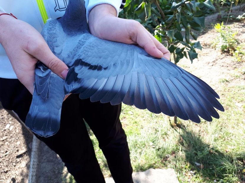 IMG-20171001-WA0007 - 02-10-2017-Intarire Capatana Florin-Prahova