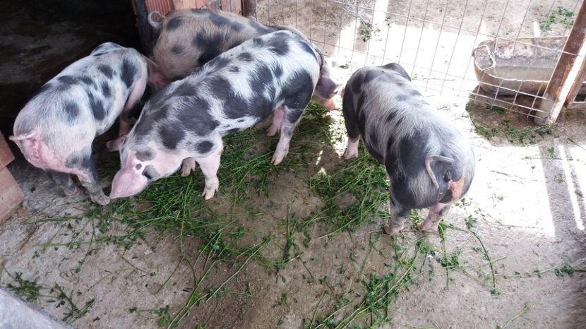  - Soldani Petrain 2017