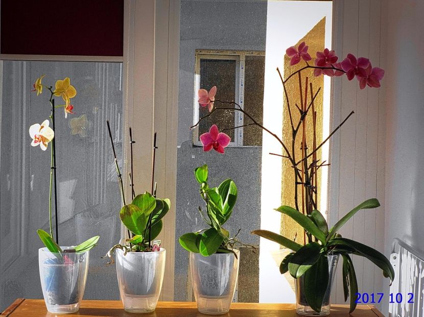 BALKON - ORHIDEELE MELE !
