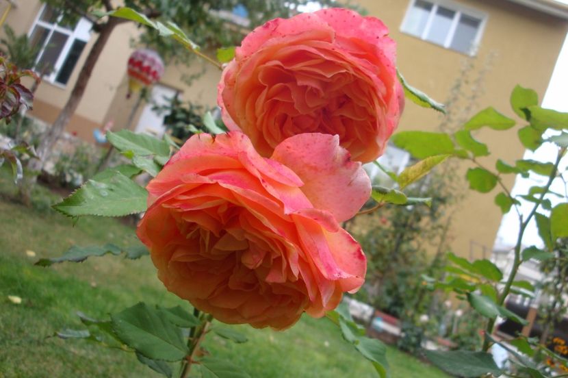  - La Villa Cotta