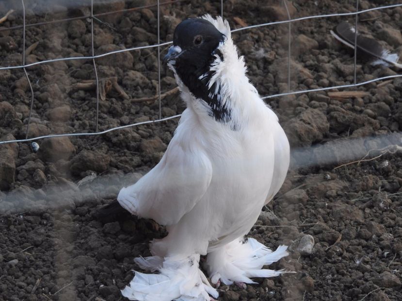  - 08 --- cap- de- maur