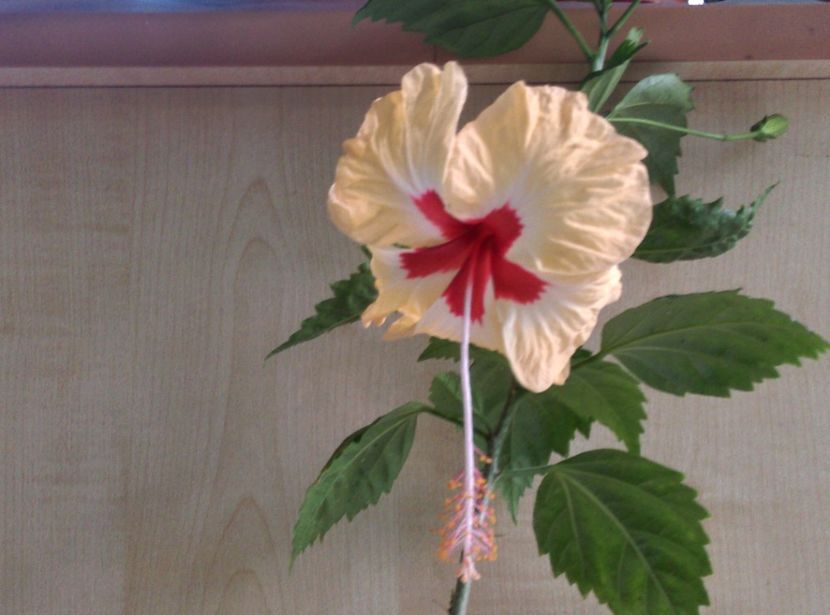  - Hibiscusi 2017 2