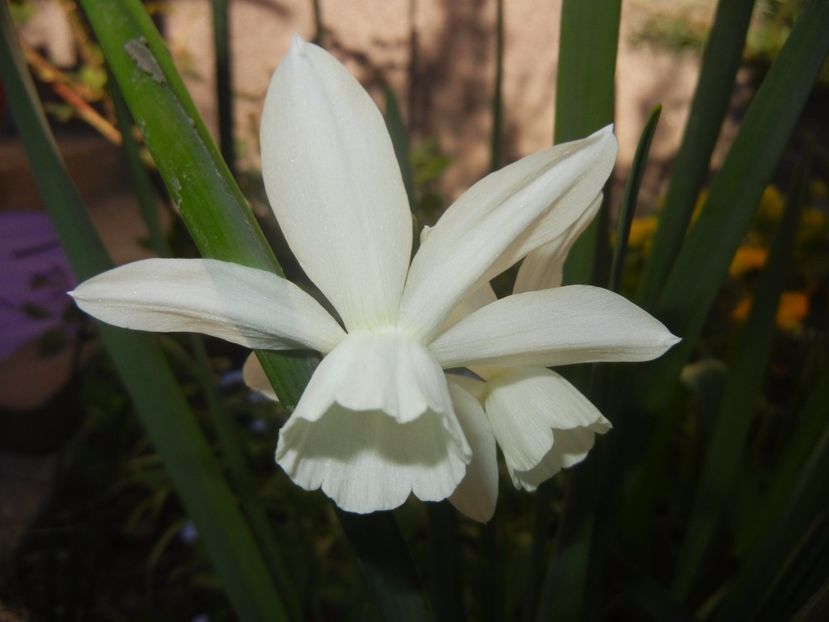 Narcissus Thalia (2017, April 11) - Narcissus Thalia