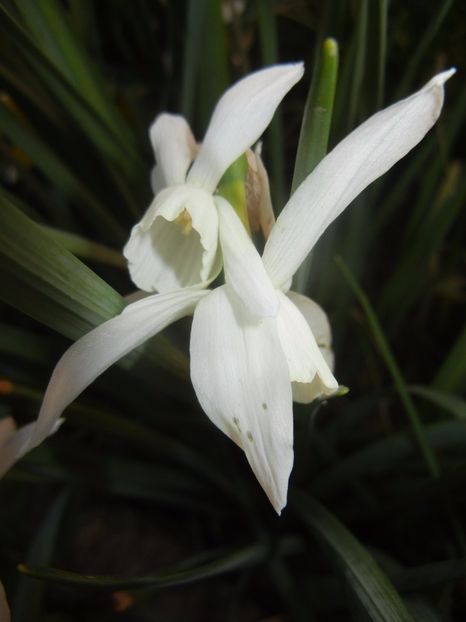 Narcissus Thalia (2017, April 11) - Narcissus Thalia