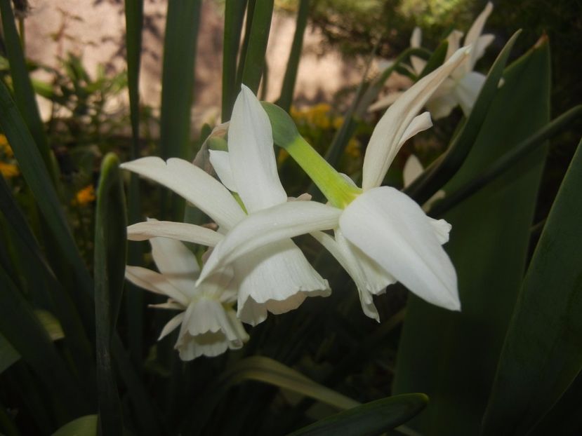 Narcissus Thalia (2017, April 11) - Narcissus Thalia
