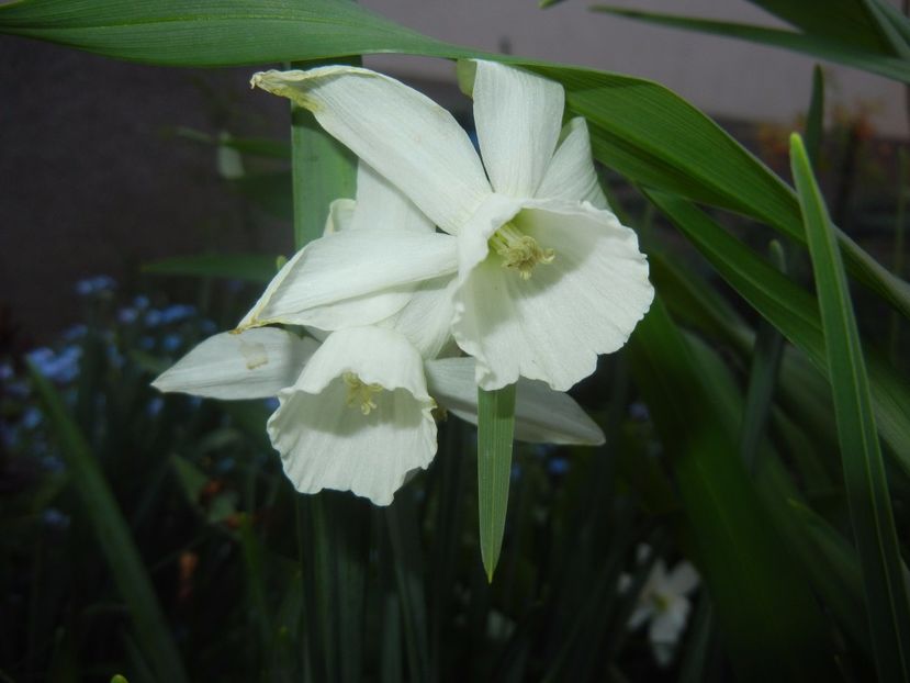 Narcissus Thalia (2017, April 13) - Narcissus Thalia