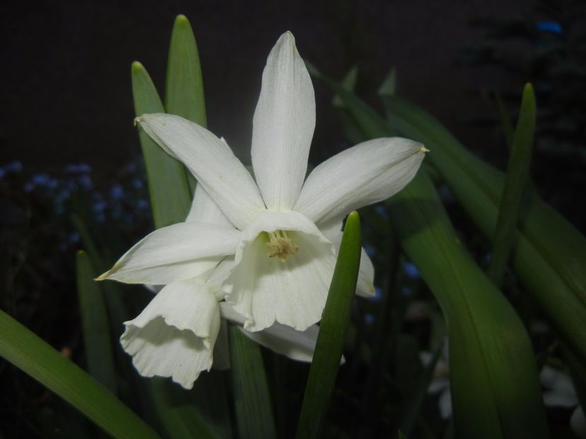 Narcissus Thalia (2017, April 13) - Narcissus Thalia