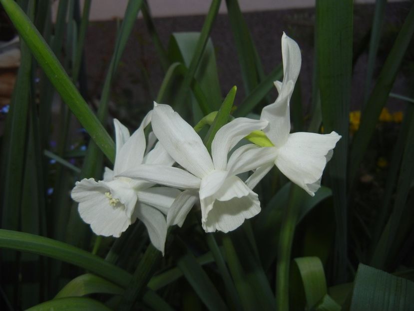 Narcissus Thalia (2017, April 14) - Narcissus Thalia
