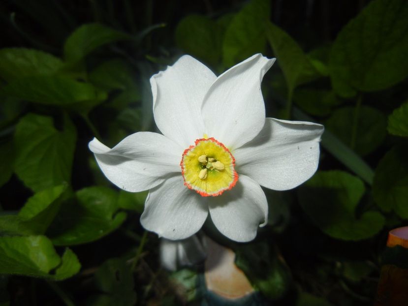 Narcissus Pheasants Eye (2017, April 14) - Narcissus Pheasants Eye