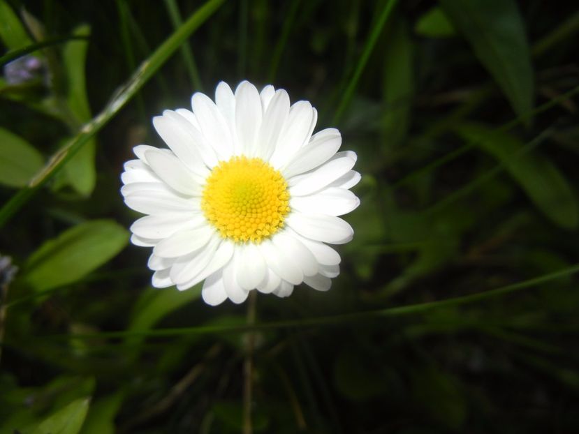 Bellis perennis (2017, April 15) - BELLIS Perennis