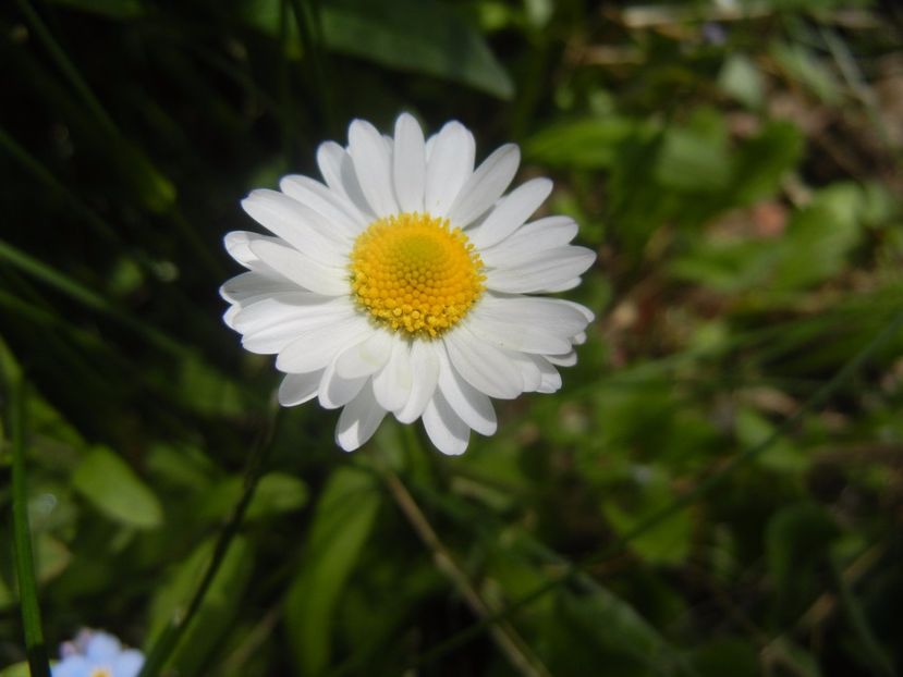 Bellis perennis (2017, April 16) - BELLIS Perennis