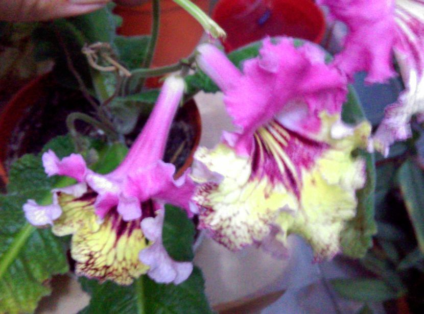  - streptocarpusi 2017