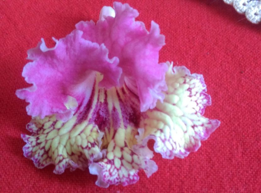  - streptocarpusi 2017