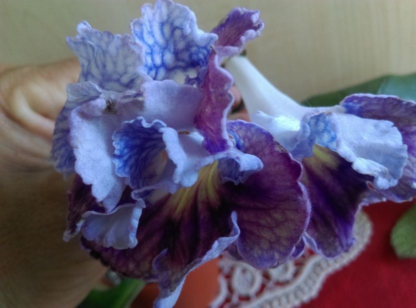  - streptocarpusi 2017