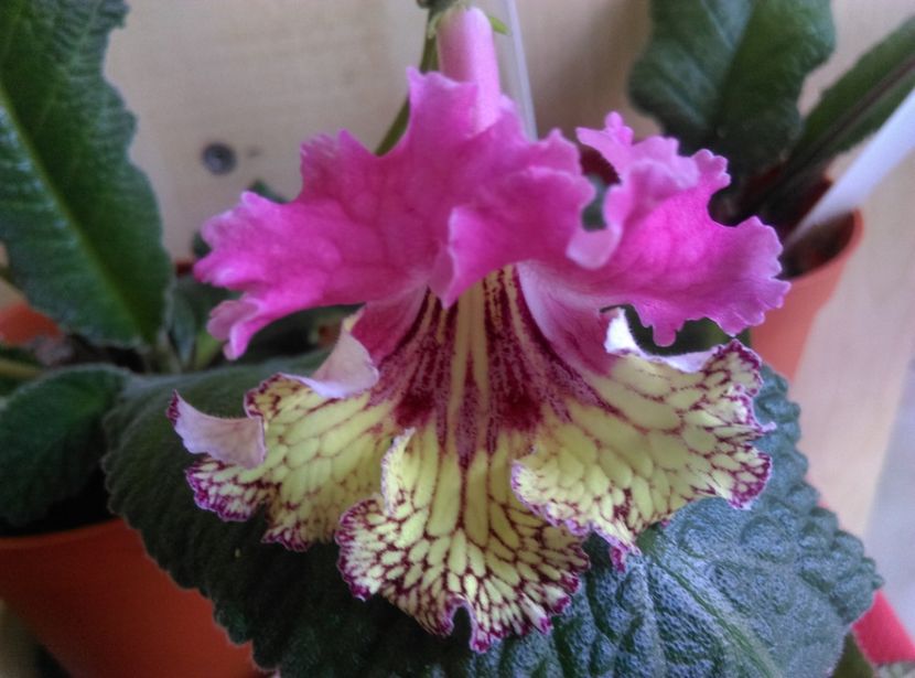  - streptocarpusi 2017