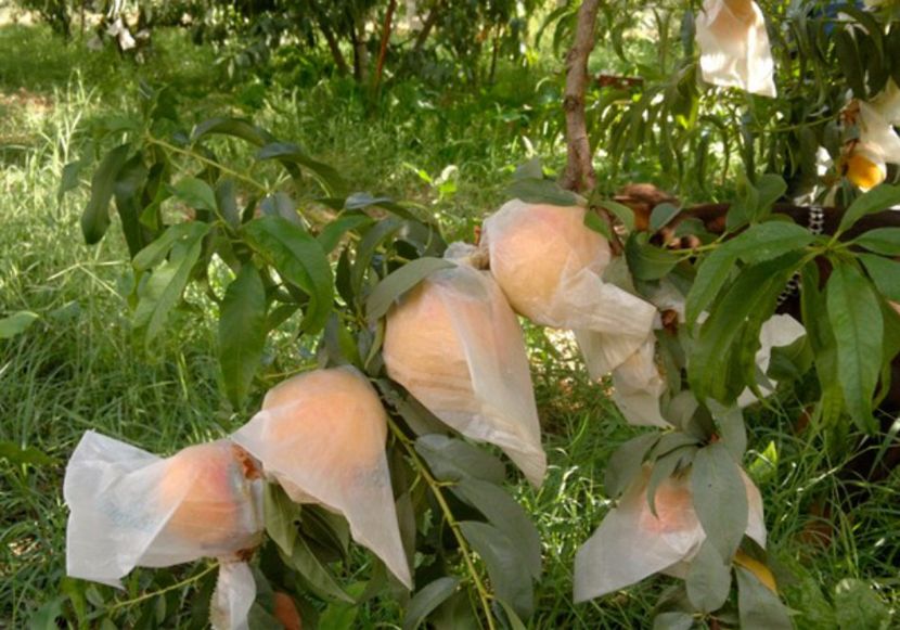 piersica tarzie Leonforte - SETTEMBRINA - piersic SETTEMBRINA