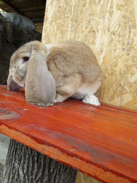  - 1_4 mascul _galben Arhiva