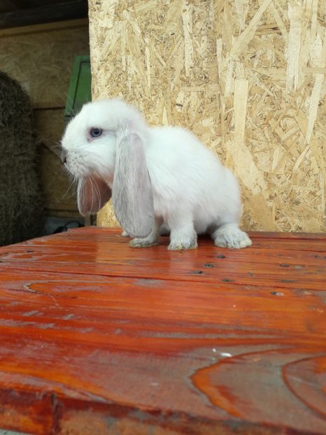  - 1_1mascul_sallander