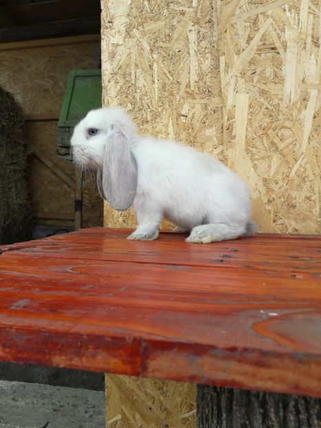 2 luni - 1_1mascul_sallander