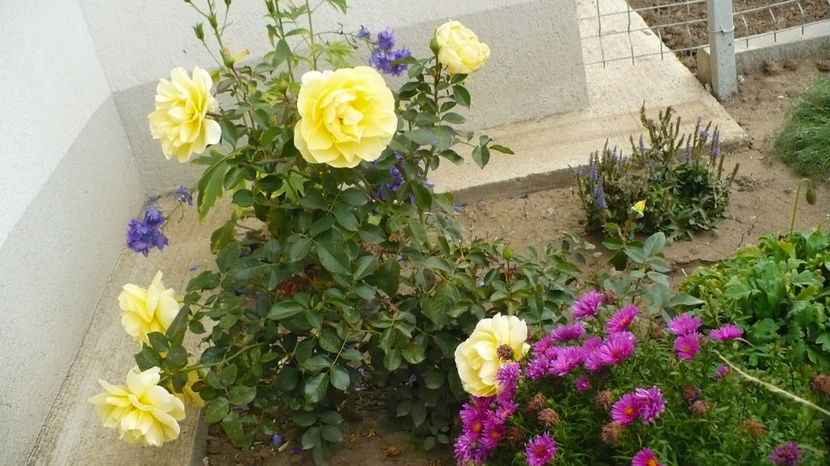 P1290078 - Splendid ruffles 2017