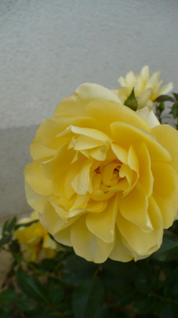 P1290084 - Splendid ruffles 2017