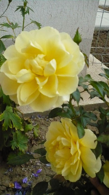 P1290088 - Splendid ruffles 2017