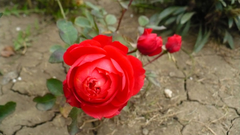 P1290095 - Thank you!