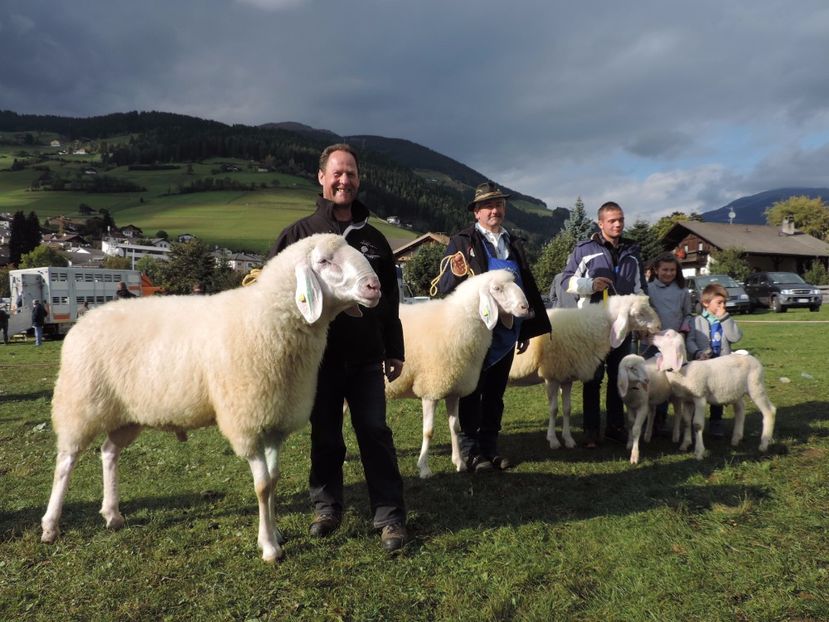 Berbecul Bergschaf-544 - Rase de oi si capre poze deosebite 14