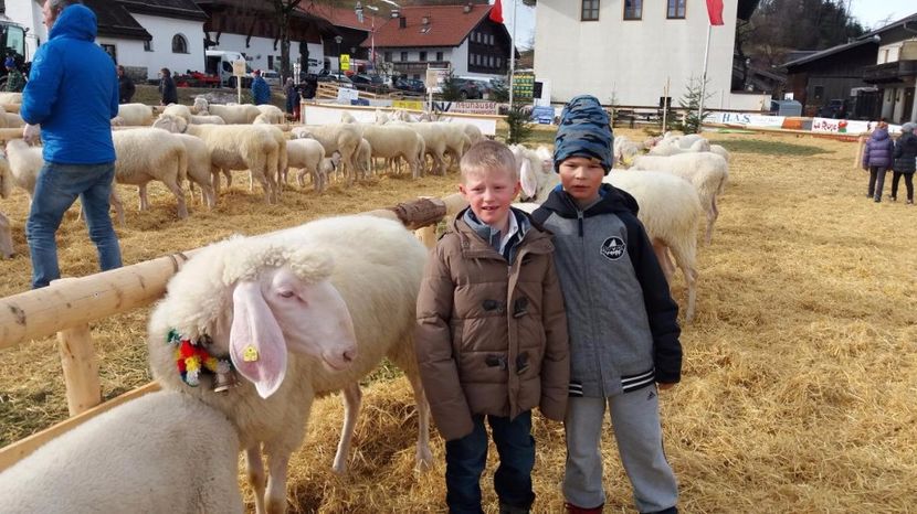 Copii cu oile-6ytt - Rase de oi si capre poze deosebite 14