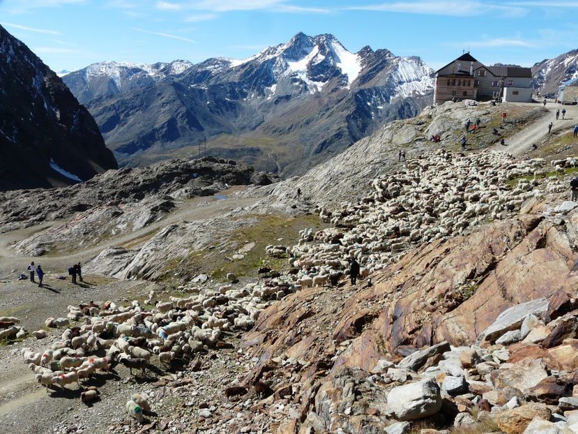 Cu turma pe munte in varf - Rase de oi si capre poze deosebite 14
