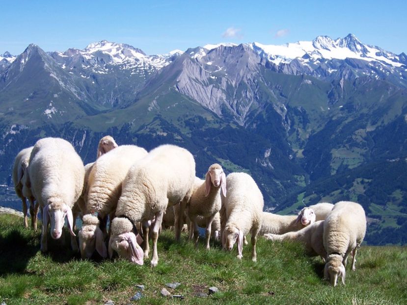 Grasutele-6h3 - Rase de oi si capre poze deosebite 14